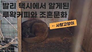 발리여행 마지막날 알게된 것 (ft. 루왁커피, 조혼 풍습)