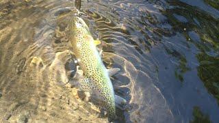 Spawning Salmon in Small Creek - Humboldt County, Ca (some cutthroat fishing too)