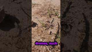 Life and Death in the Air: The Reproductive Journey of Male Ant Drones