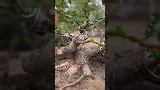 BONSAI SANCANG|INSPIRASI BONSAI