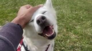 Smiling Husky Ivy is Thankful