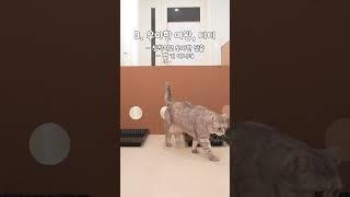 물판 함정으로 알아보는 크집사네 야옹이들