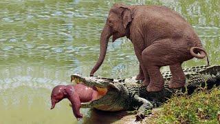 Mother Elephant attacks Crocodile very hard to save her baby, Wild Animals Attack