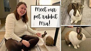 WE ADOPTED A RABBIT | Meet Mia, our 2-year-old Dutch bunny!