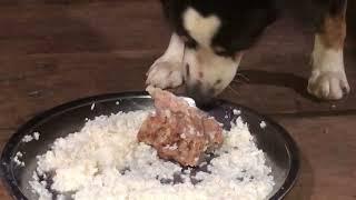 Dogs eat lobster episode 163| By Dog Food TV