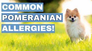 Pomeranian Allergies Decoded: Signs, Triggers, and Solutions