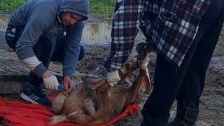 Много гноя. Вскрываем абсцесс