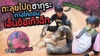 เจ็บหนัก!!เพราะไปดู"ซากุระ"เมืองไทย (SPD)