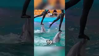 The dolphin did not lose courage at all #shorts