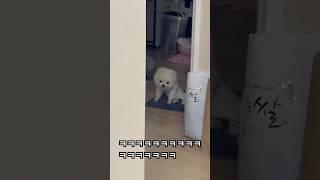 개그캐 #귀여운강아지 #강아지 #노견 #미라클모닝 #루틴 #데일리루틴 #ㅎ언니도아침루틴으로화장실에앉아있어서도와줄수가없었음 #tmi