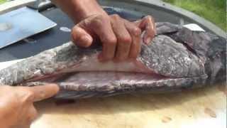 Fillet a parrot fish for sashimi, Guam style!