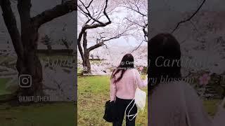Anne’s Spring Day Cardigan with Cherry Blossom  벚꽃과 함께 한 봄날의 앤 카디건