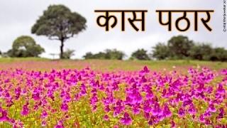 कास पठार - KAAS Plateau of Flowers - Bamnoli Lake - Amazing ROAD TRIP in Maharashtra