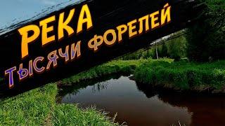 Река тысячи форелей. Ловля форели на сухую мушку