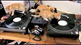 Cat's on the Turntables - Walk this Way Remix (Fresh Step Commercial) VDJ MikeyMike