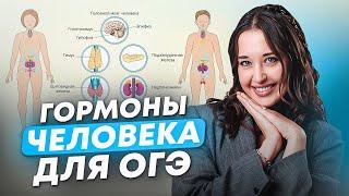 ВСЕ ГОРМОНЫ человека для ОГЭ по биологии / Эндокринная система для ОГЭ по биологии