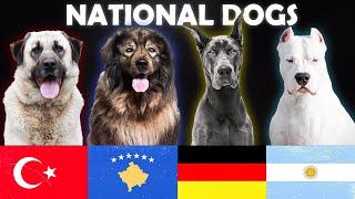 The 20 National Dog Breeds