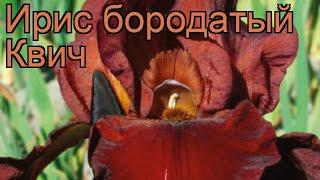 Ирис бородатый Квич (iris)  бородатый ирис Квич обзор: как сажать, рассада ириса Квич