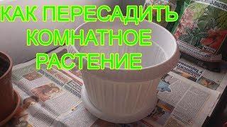 Как пересаживать комнатные растения. Как ПРАВИЛЬНО пересадить цветок в горшок побольше