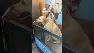 삼수니 오늘 목욕합니다