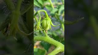 #tomatocultivation #vegetablegarden #trending #shortvideo #youtubeshorts #shorts #dreamlife