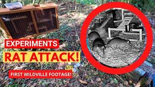 Woodland Experiments Set Up & First EVER Wildville FOOTAGE