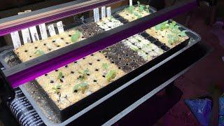  HOSS TOOLS GROW LIGHT AND SEEDLING HEAT MAT REVIEW  NEW TOYS!