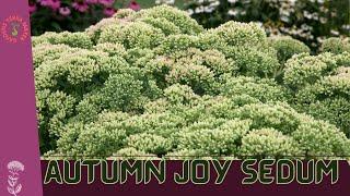 Autumn Joy Sedum (Sedum spectabile): A Stunning Perennial for Your Fall Garden!