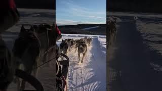 Sled dog tour in Jokkmokk | Siberian Huskies