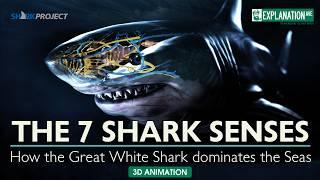 The 7 shark senses - How the Great White Shark Dominates the Seas!