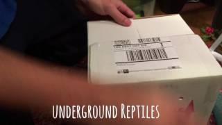 Frilled dragon unboxing!