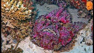Stonefish - The Most Venomous Fish in the World