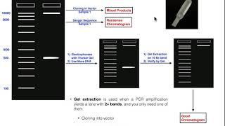 Biotechniques | Principles of Gel Extraction