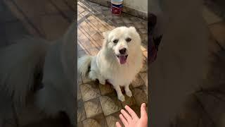 @jimcorbettwildlifeandnatur328 @kidstvsongs #dog #dogloversdog ​@SonyMusicSouthVEVO