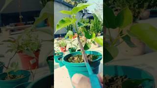 Ficus Religiosa Branch Cutting Tutorial for beginners #shorts #ficusreligiosa #bonsai