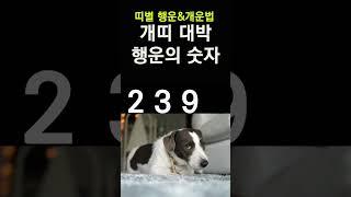띠별로 보는 행운의 숫자! 개띠에게 돈복 터지는 숫자! 2024년 대박나는 개띠 행운의 숫자&컬러 #띠별운세, #행운의숫자, #행운의컬러, #신년운세, #갑진년운세,