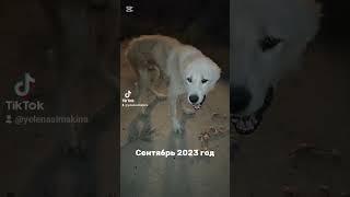 Спасённый алабай Лорд. ДО и ПОСЛЕ