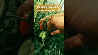 Помидор сам себя не сорвет и не съест! #дача #сад #теплица #помидоры #деревня #еда #лучшересторана