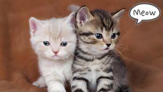 Cute Baby Cat Sound  | Cat Sounds | Cat Voice