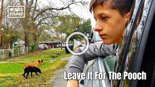 13 Year Old Boy Gives Hope To Stray Paws on Houston Streets - The Rescuers DNA