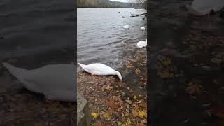 Beautiful Adorable swans Celebrating Christmas  in the lake ️️