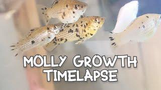 Molly Growth Timelapse | First 6 Months