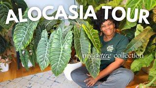 Tour My Entire Alocasia Collection