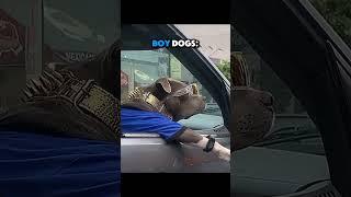 Last Dog Smirks | Girl Dogs Are Better