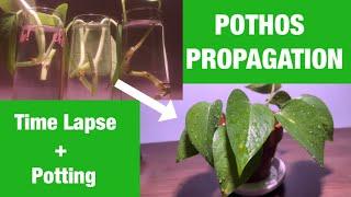 PROPAGATION TIME LAPSE + POTTING | POTHOS