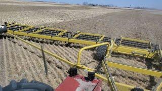 April: Harrowing a Field Before Planting