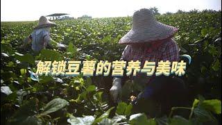 【生产者 Food Producer S2】从田间到餐桌：豆薯的多种美味食谱