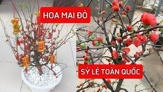 Hoa Mai Đỏ Nhật Bản l Biểu Tượng Cho Sự May Mắn Trong Dịp Tết 2025 l Sỷ Lẻ Toàn Quốc l 092.391.6866