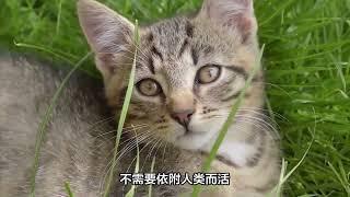 不瞒你说，“狸花猫”有这些表现，证明它是只好猫