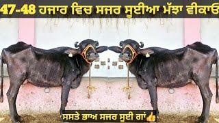 ਸਸਤੇ ਭਾਅ 2 ਮੱਝਾ ਅਤੇ 1 ਗਾਂ ਵੀਕਾਓ। Buffalo and cow for sale/vadiya farm/27-11-24